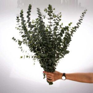 Bouquet d'eucalyptus