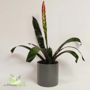 Guzmania