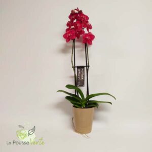 Orchidée