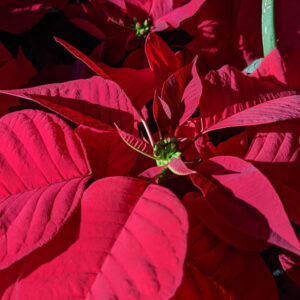 Poinsettia