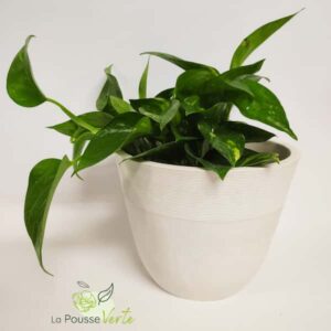 Pothos