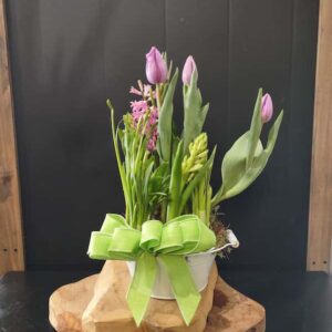 Des bulbes à floraison printanière