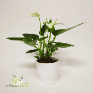 Anthurium