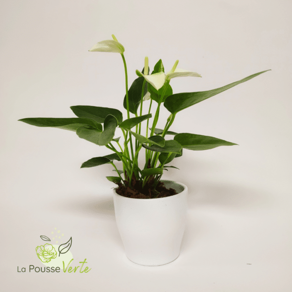 Anthurium