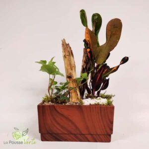 Petit jardin de plante
