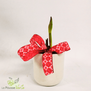 Amaryllis noël
