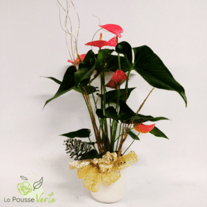 Anthurium de noël