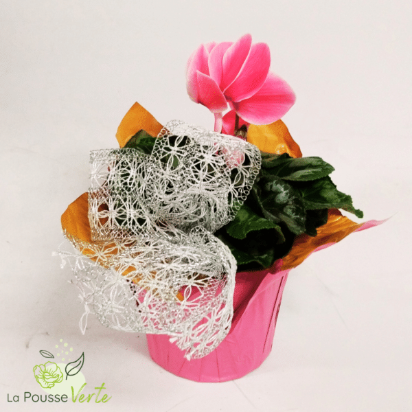 Cyclamen de noël