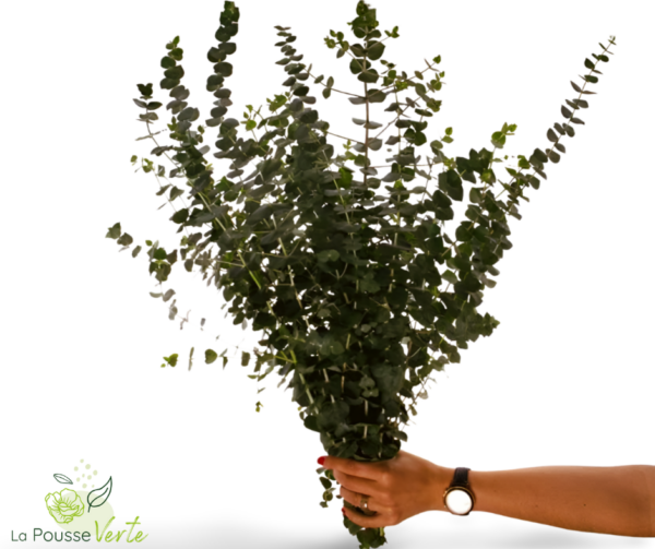 Bouquet d'eucalyptus