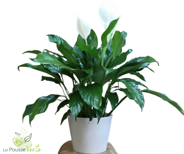 Spathiphyllum