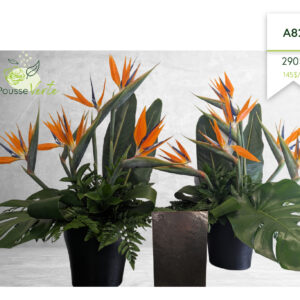 Arrangement A-82
