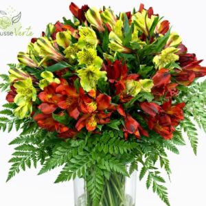 Alstroemeria
