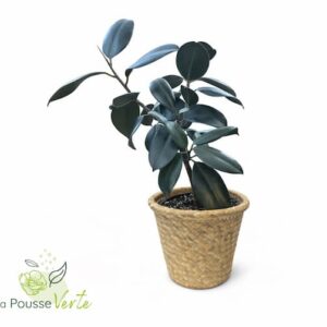 Ficus elastica