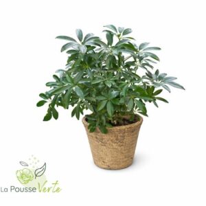 Schefflera arboricola