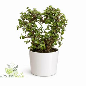 Crassula Jade heart Bonsai