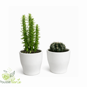 Duo de cactus