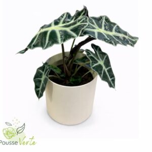 Alocasia
