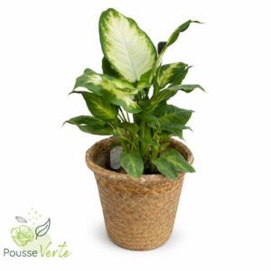 Dieffenbachia