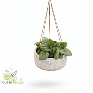 Peperomia suspendue dans son pot en céramique