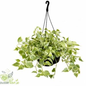 Peperomia suspendue panachée