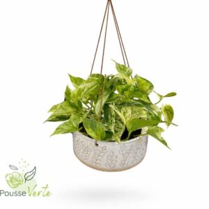 Pothos suspendue dans son pot en céramique