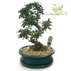Bonsaï décoratif – Arbre miniature en pot