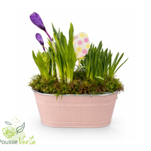 Jardin de plantes printanier