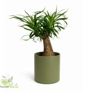 Beaucarnea