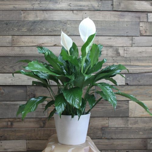 pot-de-lys-spathiphyllum